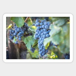 Red Wine Grapes Summer Vineyard Sticker